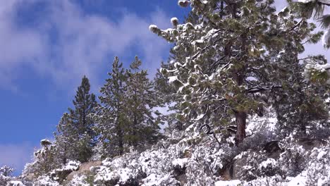 el hielo y la nieve cuelgan de los pinos en un claro del bosque en invierno 2