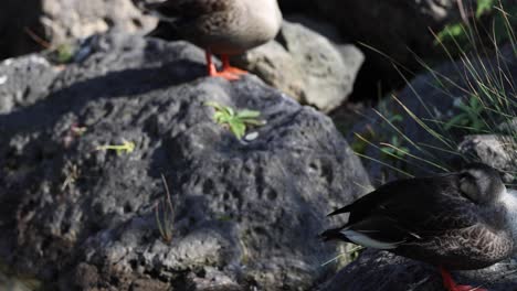 a duck awakens and strolls across rocky terrain.