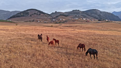 beautiful wild horses in caucasus mountains meadow