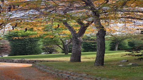 autumn park scene with colorful trees