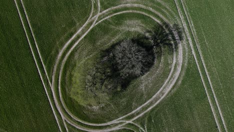 tree in crop field birds-eye-view aerial overhead agriculture farmland pattern lines tracks