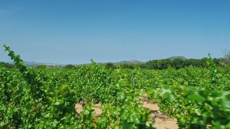 Hileras-De-Viñedos-En-Un-Día-De-Verano-En-Cataluña,-España-2