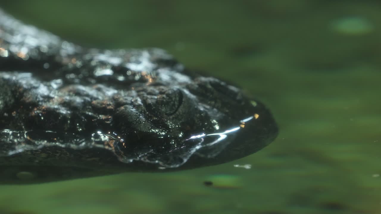 vista más cercana y y el movimiento de la cámara del lado derecho de un viejo cara de cocodrilo