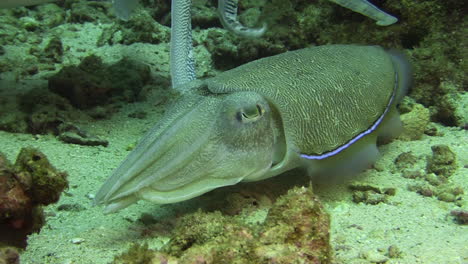 courtship behavior of pharaoh cuttlefish