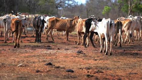 thin and malnourished cows grazing in dry field, animal cruelty in farms