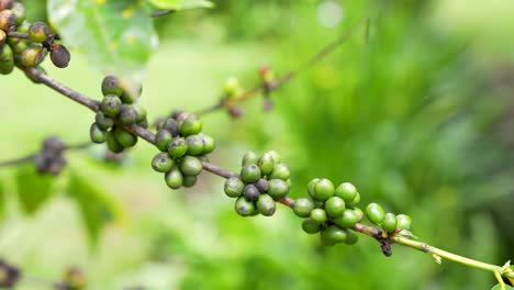 fruto de grano de café verde en la rama con signos de enfermedad, hongo negro