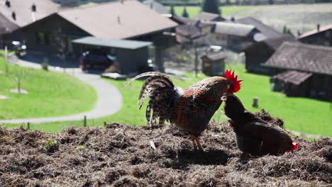 gallinas cultivadas en granja festejando en eco farm switzerland