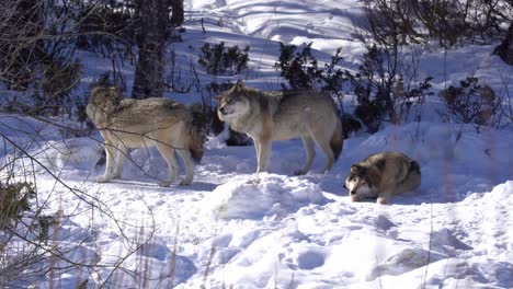 family of three eurasian grey wolves together in norway wilderness - one wolf relaxing in snow while two others sniffing each other and wagging with tail - sunny winter day static telezoom