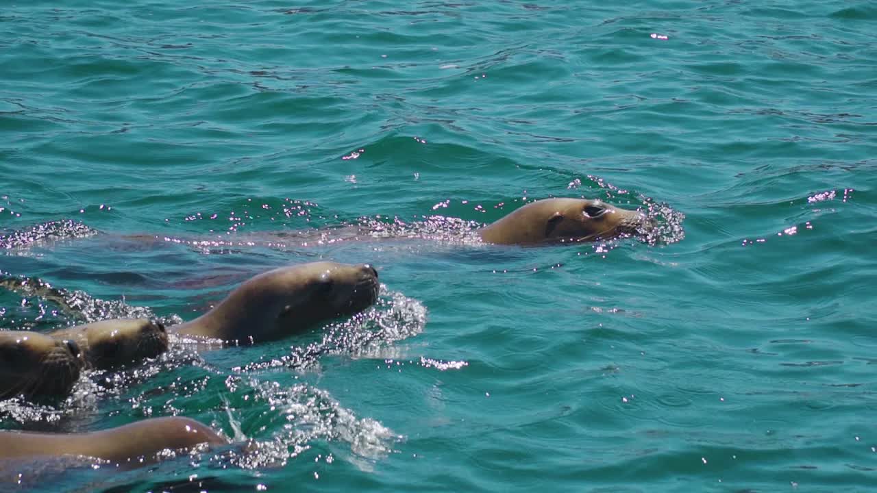 Swimming Sea Lions On Patagonian Sea On A Sunny Day - slow motion
