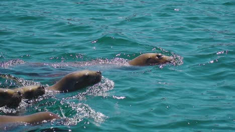 Leones-Marinos-Nadando-En-El-Mar-Patagónico-En-Un-Día-Soleado---Cámara-Lenta