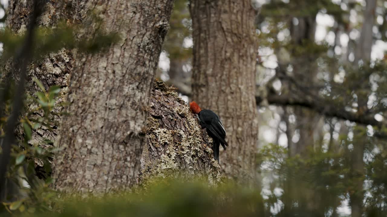 el pájaro carpintero de magallanes haciendo un agujero en el tronco del árbol en tierra de fuego, argentina