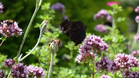 peackock butterfly sitting on oregano bloom in a green garden on a sunny summer day