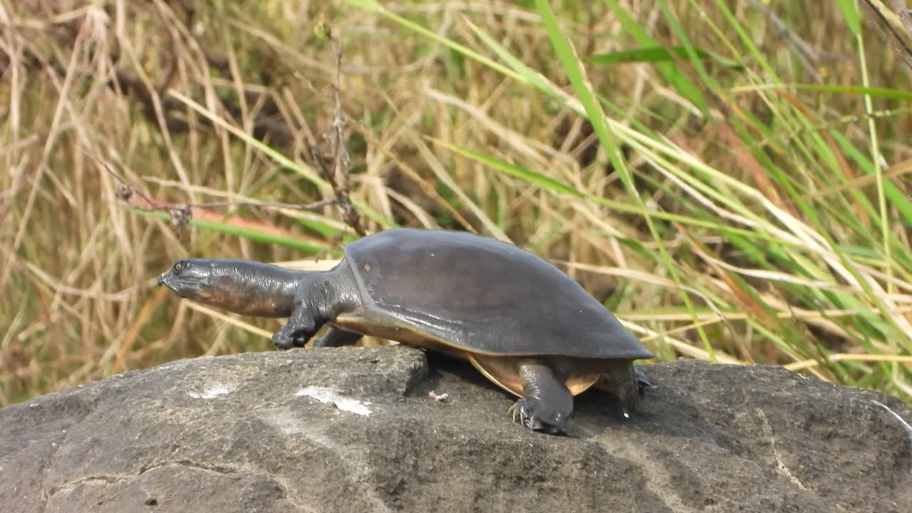 Tortoise in pond area waiting for food .