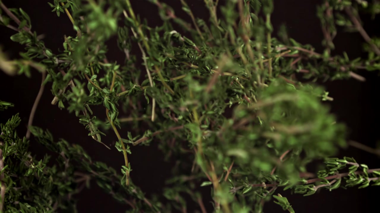 Fresh Green Thyme Sprigs Coming into Focus on a Dark Background