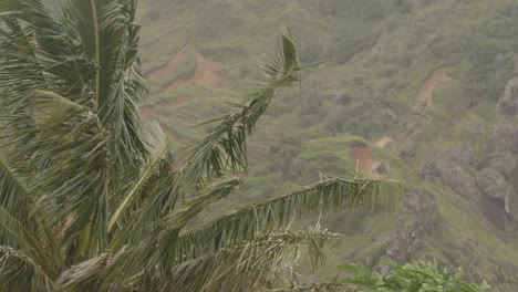 wild wind in the jungle and mountains