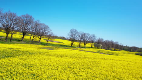 aerial fpv - a peaceful flyover over a rapeseed field against the backdrop of a clear blue sky