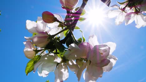 apple tree bloom in macro close up with sunlight and camera flare