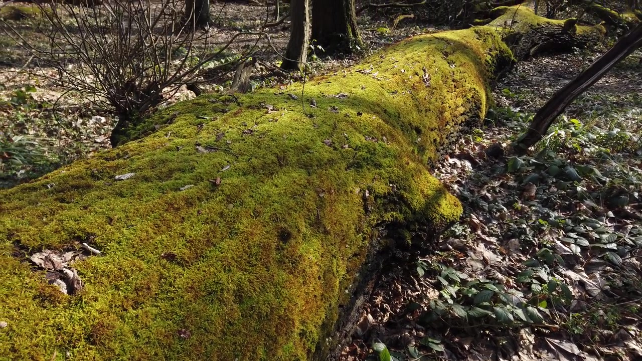Corteccia del tronco d'albero coperta di muschio