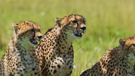 Cheetah-Family-Close-Up-Portrait-in-Africa,-Mother-and-Cute-Young-Baby-Cubs-with-Mum-in-Masai-Mara,-Kenya,-Sitting-in-Savanna-Plains,-African-Wildlife-Safari-Animals-in-Maasai-Mara,-Kenya