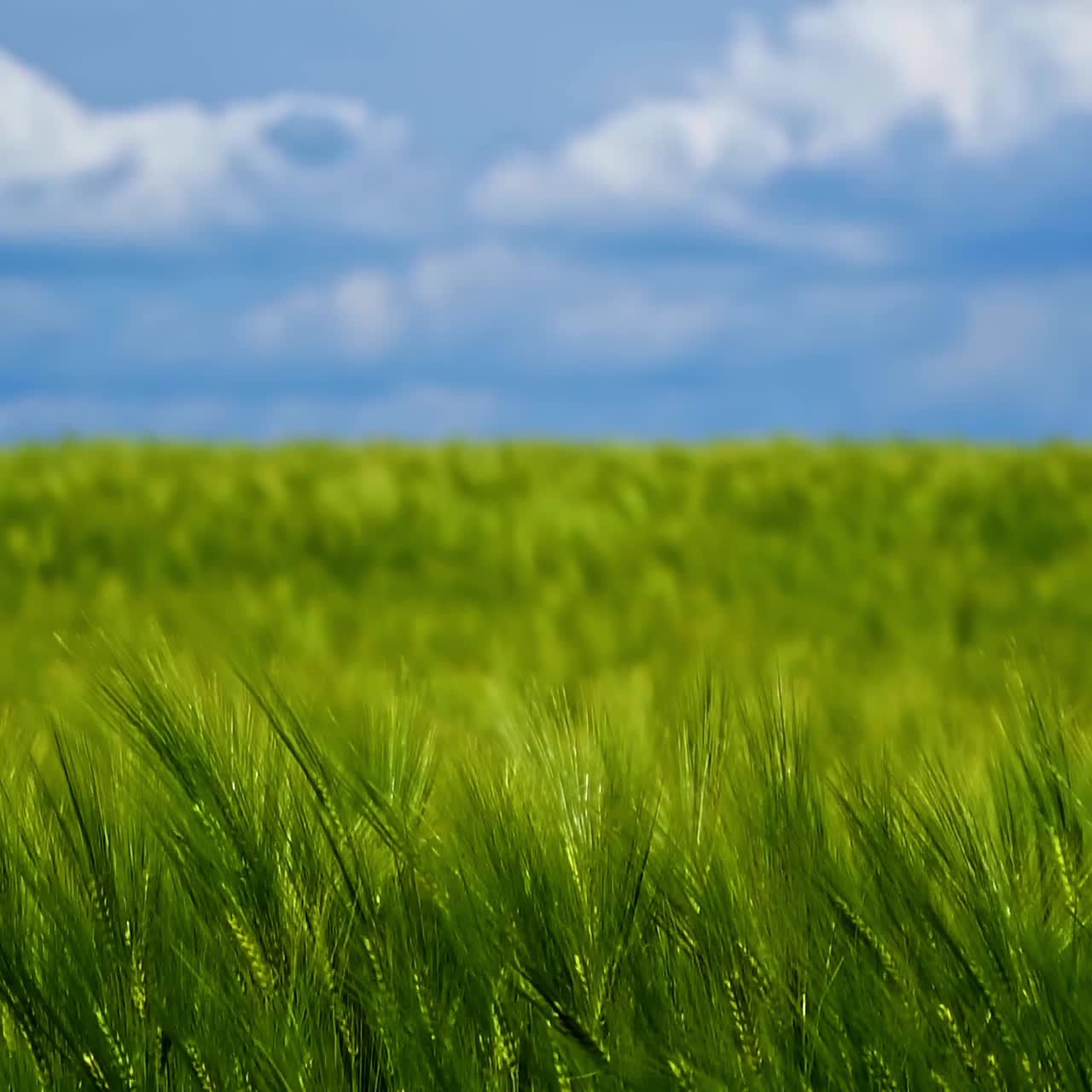 Green agricultural field. Barley green field. Blue sky above. Video panorama on sunny green crop.