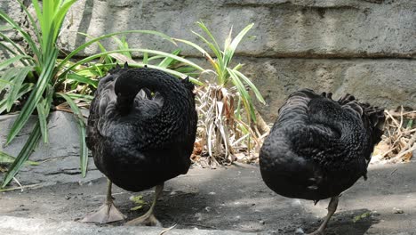 two black swans