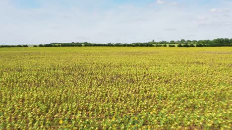 vista aérea moviéndose sobre cultivo de campo de girasol