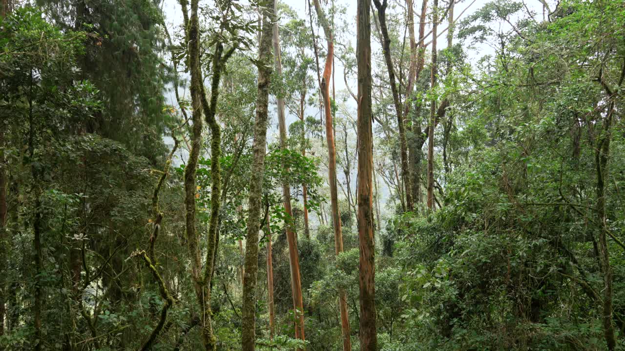 Tropical rainforest nature tall tree Cocora valley Colombia South America