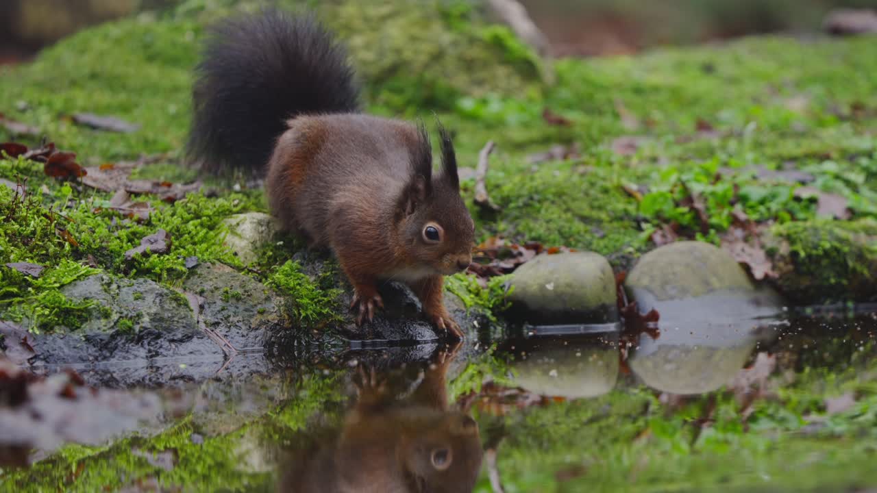 Red squirrel Sciurus vulgaris interacts with another squirrel on forest floor