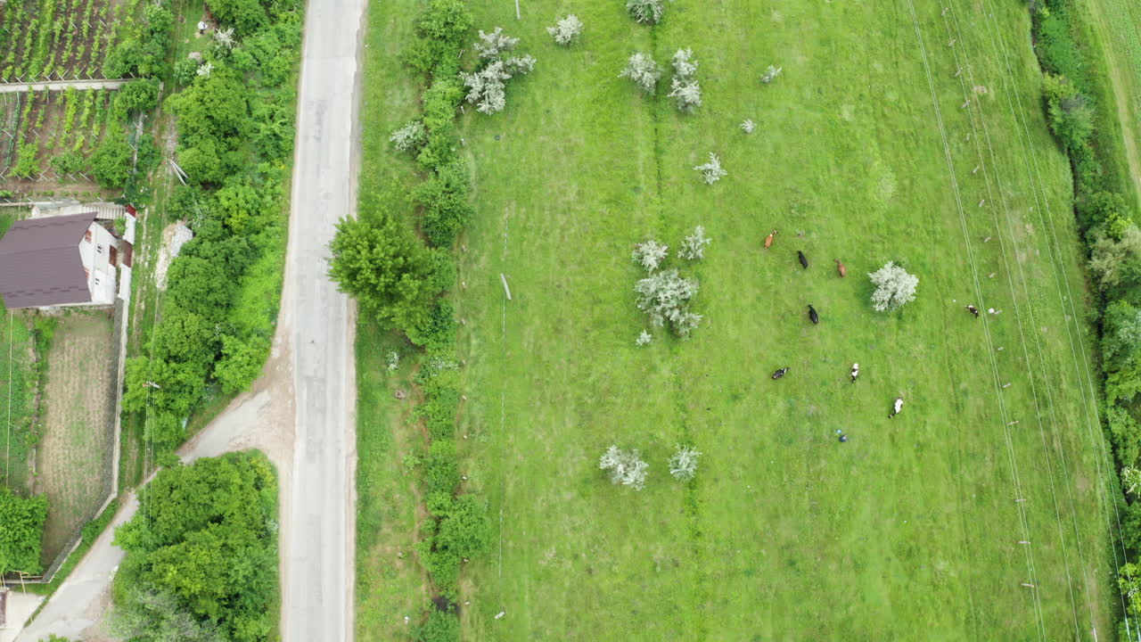 Aerial view of countryside with road, green field, trees, cattle and houses