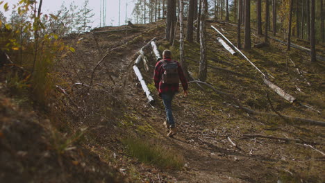 cámara lenta: hombre caminando en un bosque verde en un soleado día de otoño. vista trasera de un hombre activo y saludable con una mochila caminando en un bosque de pinos. viajero masculino camina por el sendero explorando la naturaleza. metraje de alta calidad 4k