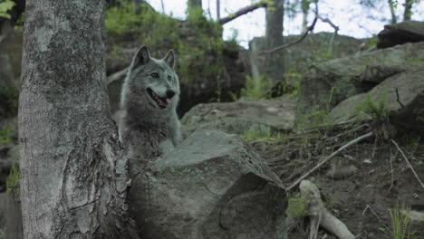 a majestic gray wolf pears out from behind a boulder in the forest