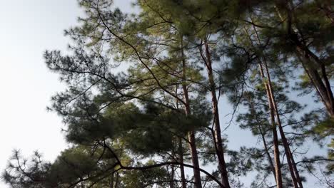 view looking up to tree while moving fast on the motobike under the trees forest in local mountain area under blue sky in sunset time