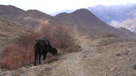 A-cow-grazing-on-the-scrub-bushes-of-the-high-altitude-desert-land-in-the-mustang-Region-of-Nepal