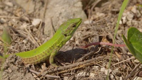 Ein-Grüner-Gecko-In-Griechenland