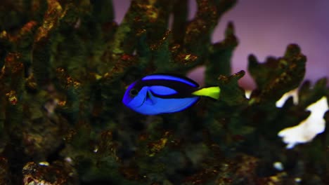 vibrant blue fish glides past coral branches