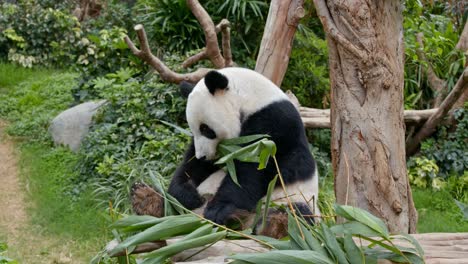 panda comiendo bambú