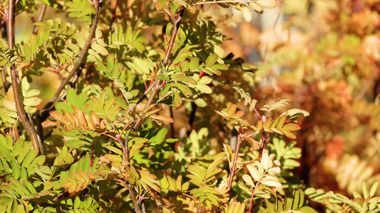 Close-up of autumn foliage and red berries on a tree, softly swaying in sunlight. Static camera, natural outdoor lighting, shallow depth of field