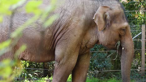 elephant enjoying food in a zoo enclosure