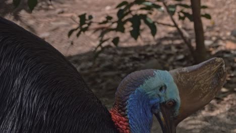 southern cassowary eating food in the rainforest of queensland in australia