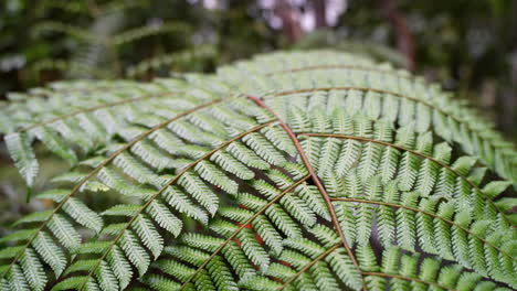 Primer-Plano-De-Plantas-De-Helecho-Verde-Profundo-Que-Crecen-En-La-Selva-Amazónica-Subtropical,-4k---Disparo-De-Prores-En-El-Desierto-De-Ecuador