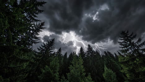 stormy night in the forest