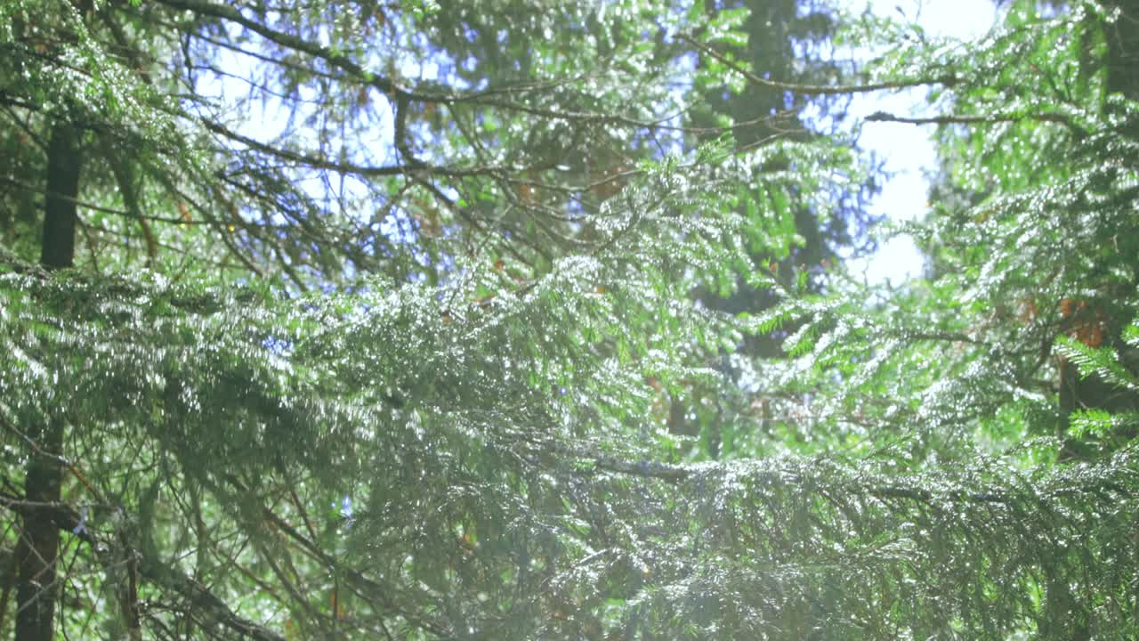 비가 내린 후 가지에 빛에 물방울이 떨어집니다.