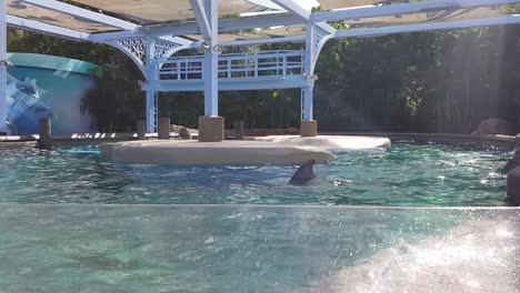 Dolphins-swimming-under-water-in-aquarium