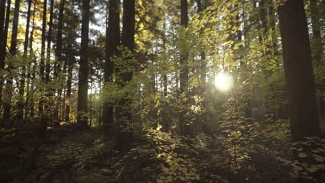 Yellow-autumn-leaves-lit-by-sunshine-in-dark-deep-forest