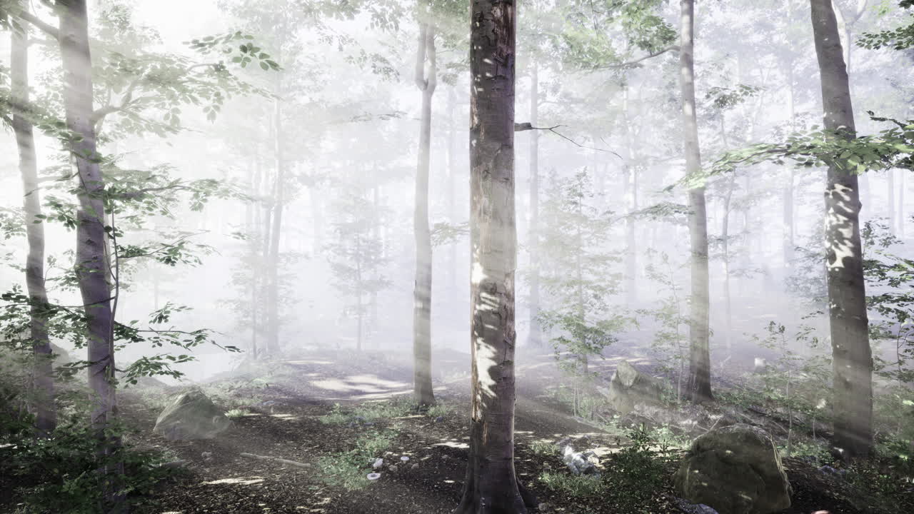 Magical forest mist brings serenity and wonder during early morning light