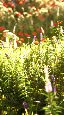 a colorful meadow of wildflowers