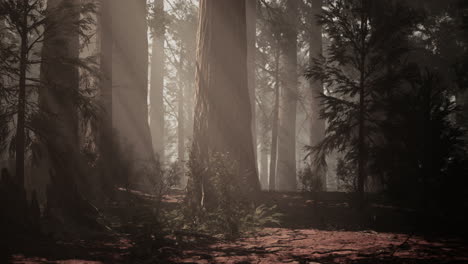 misty forest with sunlight