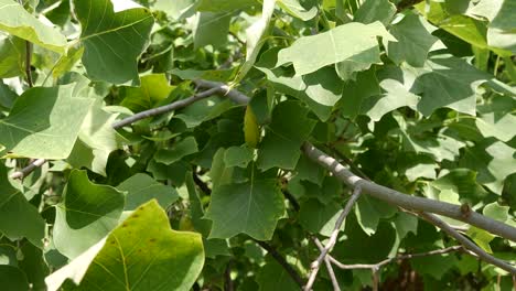 Close-up-of-a-tulip-tree-with-leaves-lit-by-the-sun-and-swaying-in-the-breeze