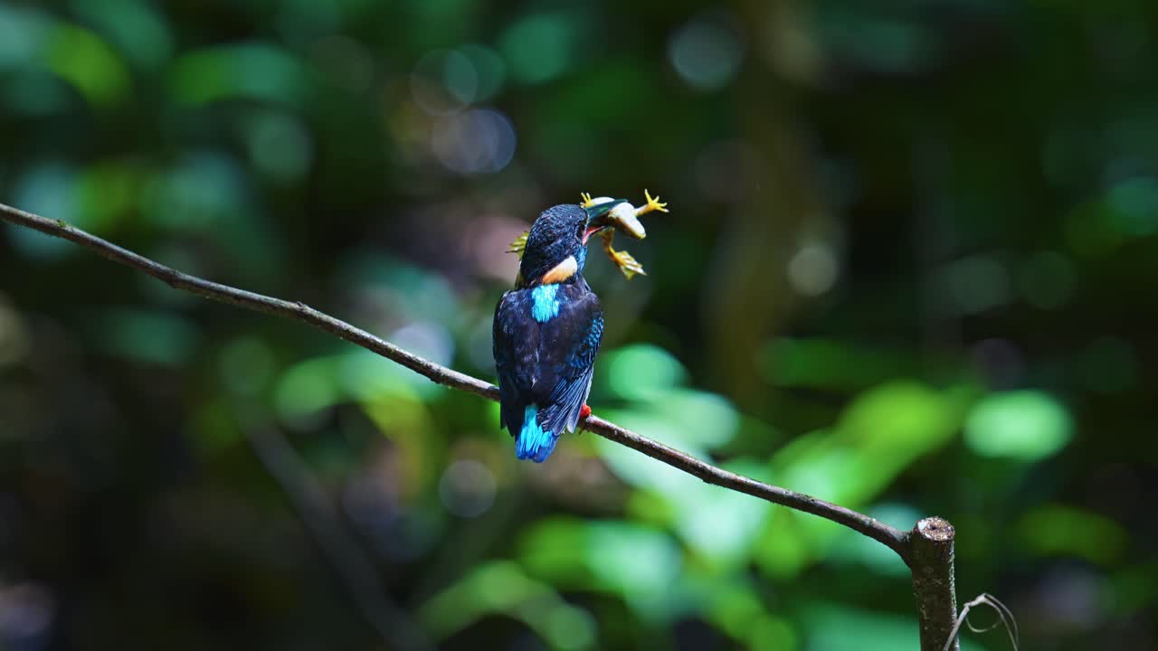 Critically Endangered Javan blue-banded Kingfisher With Frog in Its Beak In Subtropical Forest. - closeup shot