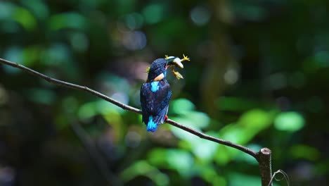 critically endangered javan blue-banded kingfisher with frog in its beak in subtropical forest. - closeup shot